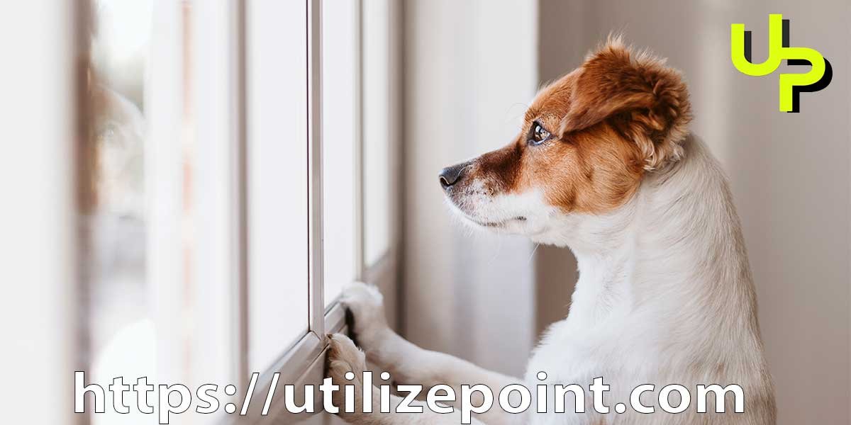 home-remedies-for-separation-anxiety-in-dogs-find-relief